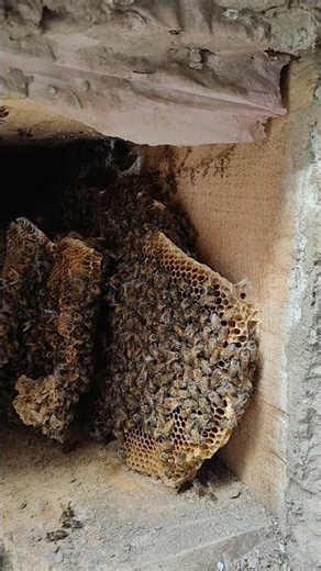 Apis cerena Honey Bees shifted 200KM away with combs now seems settled successfully Jamu 2 Thathri