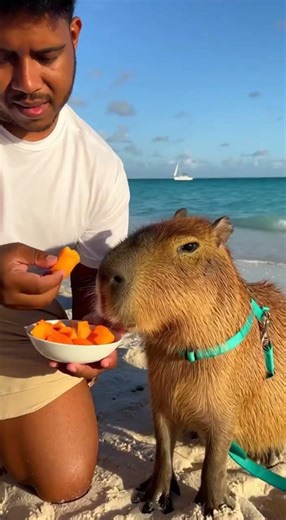 introducing Mango, my virtual Venezuelan Aruban chiguire #aruba