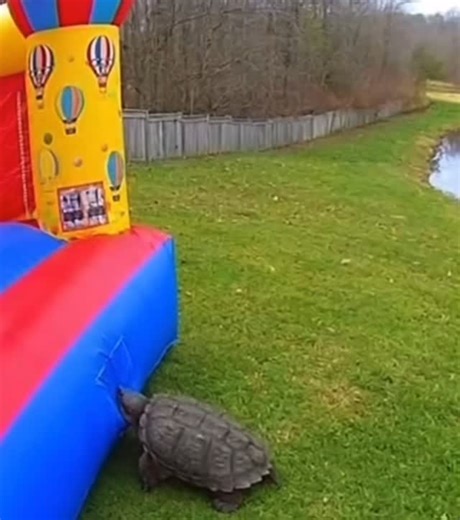 VibeShorting on Instagram: "Snapping turtle tries to bite a bouncy house and gets launched back into the water 😂🐢💦 #FunnyAnimals #TurtleFails #ViralReel #NatureFails #BounceBack"