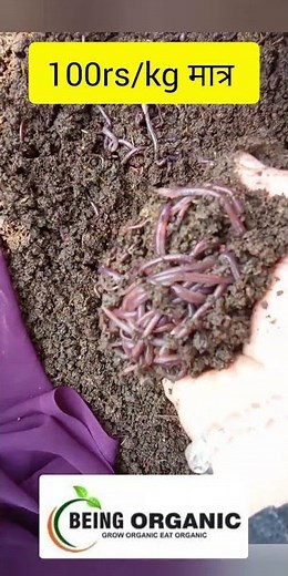Best quality earthworms for vermicompost #vermiculture #agriculture