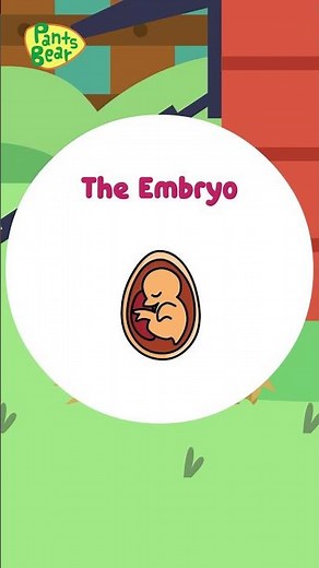 Learn about Chickens | Kids Content | #Shorts