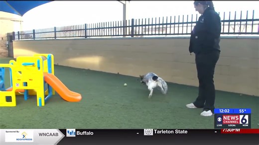 PET OF THE WEEK: We visited the City of Wichita Falls Animal Services to meet Walter, their Pet of the Week. | News Channel 6 KAUZ