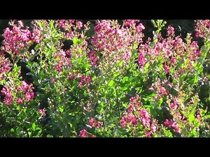 Growing And Rooting A Crepe Myrtle.