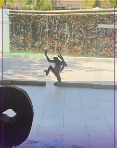 Well.. In America we have the Somalis.They do basically the same, but they have even a lower IQ average than a monkey.