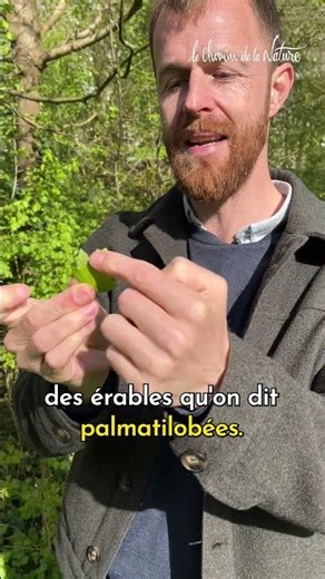 L'érable champêtre