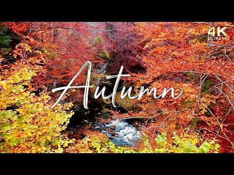 🍁 Enchanting Autumn Nature Scenes with Forest Sounds & Peaceful Music 🍁 No Ads Fall Background