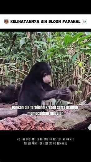 Yang Dilakukan Beruang Madu Sungguh Tak Diduga 🦍 #shorts #denssop #cerita #hewan