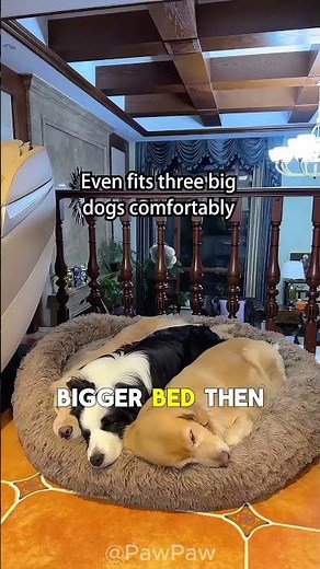 3 Dogs Share 1 Bed Like Siblings… So Sweet 🐶❤️Hashtags: #cutedogs #dogfamily #petshorts