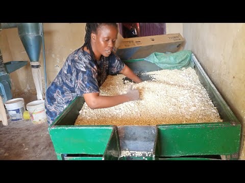 VLOGMAS 19‼️VILLAGE POSHO MILL//MAIZE GRINDER//MILLET AND CASSAVA FLOUR FOR PORRIDGE,KENYA -AFRICA