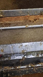 Uncapping honey frames #honey | King Bee PH