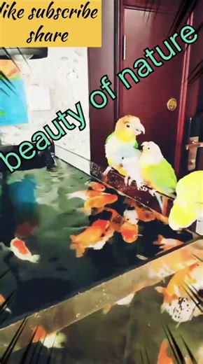 fish aquarium #nature #trend #funny #love #amazing #lovely #song #shorts .