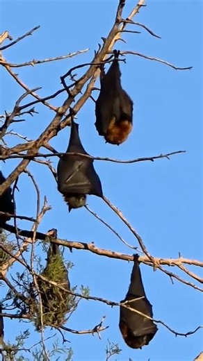 How to sleep the dracula bats. #youtubeshorts #wildlife #adventure #wildlife #bats #dracula #fun