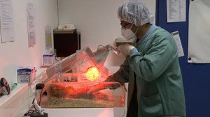 Rat Model of Widespread Cerebral Cortical Demyelination Induced by an Intracerebral Injection of Pro-Inflammatory Cytokines