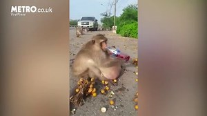 Obese monkey nicknamed 'Uncle Fatty' being sent to fat camp