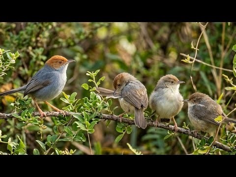 Suara Pikat Burung Prenjak Paling Ampuh || suara pikat burung prenjak ribut || Jebakan Bocil