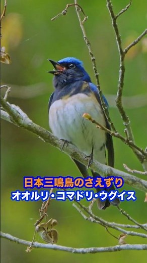 オオルリ、コマドリ、ウグイス 鳴き声「日本三鳴鳥」 α1 IIとα7Vで野鳥撮影 日本一美しいさえずり #shorts