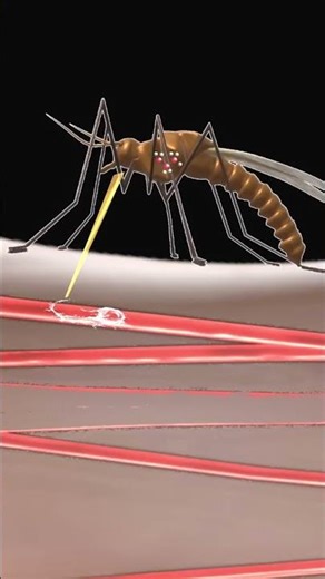 How Mosquitoes Bite...3D Animation