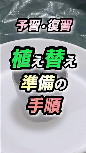 予習復習【植え替え準備の手順（基本）】#植え替え #鉢植え #鉢増し #植木鉢 #オルトラン #マグァンプ #観葉植物初心者 #観葉植物