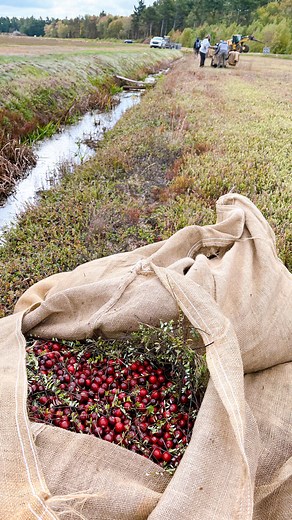 Dry cranberry picking! As you can see this is a little bit of a different process than what we usually post about. Picked on a completely dry bog instead of a flooded one, the berries get pulled up into the machine and fill the burlap bag on the back. Every part of this process is done completely by hand. This is how we get you our fresh cranberries during Fall harvest season! | Cape Cod Select Premium Cranberries