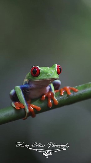 11K views · 345 reactions | Red-eyed tree frog in Costa Rica | Harry Collins Photography | Facebook