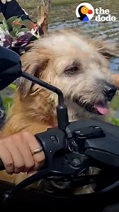 1.8M views · 10K reactions | Stray dog who couldn't stop crying loves riding on Mom's scooter to the beach now  | The Dodo | Facebook