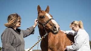 How Do I Know If My Horse Needs Worming? 10 Signs