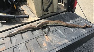 Walton County homeowner kills python amid invasive species fears