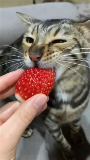 Funny cats eating 😹 | funny cats | part 22 #funnycats