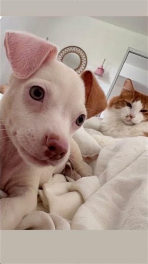Tiny abandoned puppy undergoes transformation