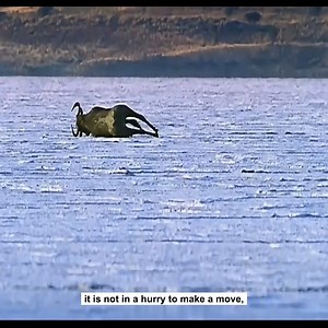 These are strange humans they are known as humans who walk upright | Dodol