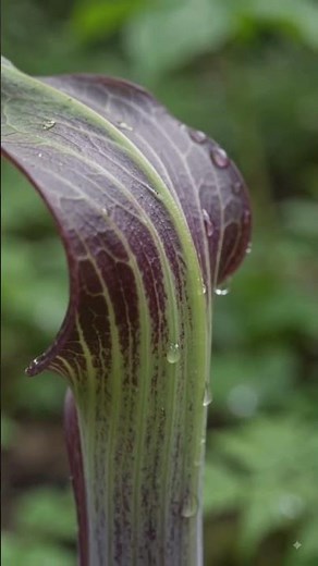Jack-in-the-Pulpit: One of Nature’s Strangest Wildflowers 🌿