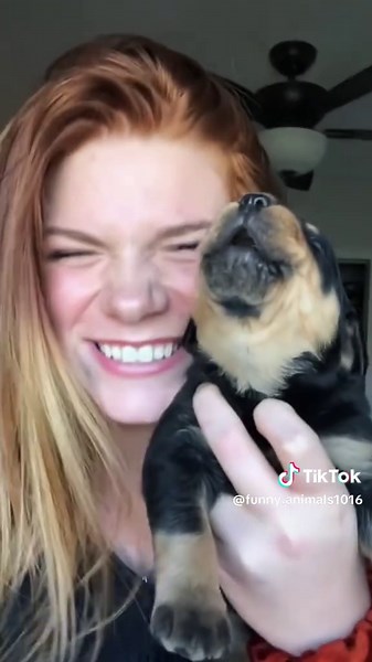 Try not to laugh 😂😂😂 #animals #dog #cat #haha #dogslovers | animals