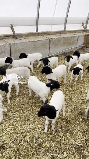 Exciting Lamb Races: Only 4 Ewes Left to Lamb!