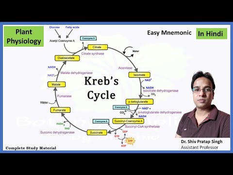 Kreb's Cycle | Citric Acid Cycle | Tricarboxylic Acid (TCA) Cycle