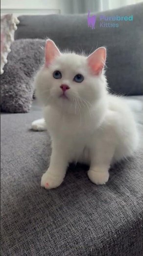 Meet Monty: Adorable White Ragdoll Kitten 🤍 Soft, Floppy & Full of Love! | #RagdollKitten