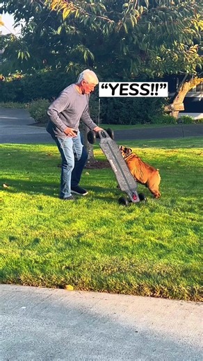 Chowder Skateboarding Dog: Electric Board Fun for the Family