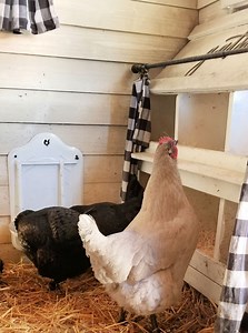 Understanding The Chicken Egg Song