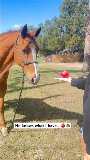 Feeding Our Neighbor’s Friendly Horse 🍎 (Meet Lincoln!) #horse #feelgoodmoments #shorts