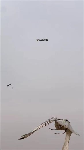 THE FASTEST ANIMALS ON EARTH PEREGRINE FALCON 🔥🔥 #falcon #birdofprey #wildlifeentertainment #shorts