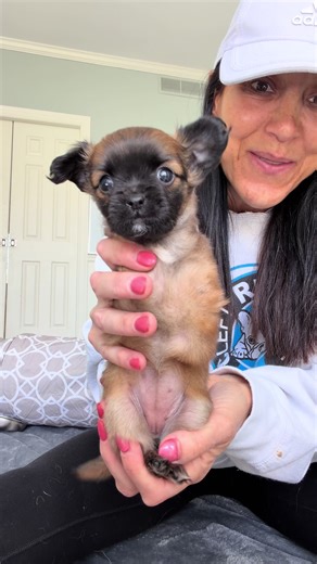 Adoptable Puppies & CRU Live Q&A Today!