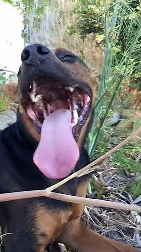 puppy with long tongue