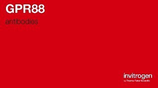 Anti-GPR88 Antibodies | Invitrogen