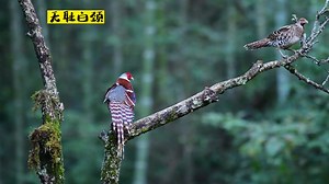 courtship display of male Elliot's Pheasant (白颈长尾雉,Syrmaticus ellioti), in Fujian province. Endemic to #China, they are under top-class state protection. ❤梅永存 ❤❤❤ #Chinese #nature #birds #wildlife #travel #peace #beauty #beautiful #love | Lin hillside