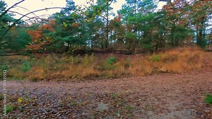 This stock video offers a swift, time-lapse journey through a forest path enveloped in the warm hues of autumn. The camera moves forward, giving viewers a dynamic sense of motion as they pass by the