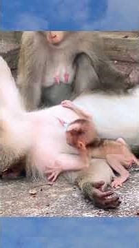 Tired Baby Monkey Relaxes After Morning Practice 🌿🐒 #shorts