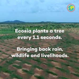 521K views · 52 reactions | Browsing the web is so easy, you don't even need to think about it. But what if you did? When you use Ecosia, we use the ad revenue from your searches to plant trees around the world where they are needed most. Go to www.ecosia.org to get the free Ecosia browser extension and start helping the planet with every search. | Ecosia | Facebook