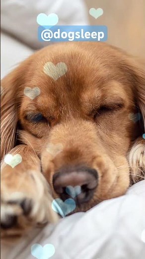 Music For Dogs And Puppies Super Relaxing And Soothing #dogsleep