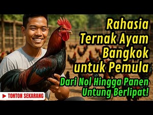 Cara Ternak Ayam Bangkok dari Nol Hingga Panen Untung Berlipat! Pemula Wajib Tahu!