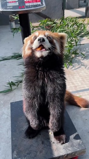 Red Panda Cutely Questions Weight Gain 🧐
