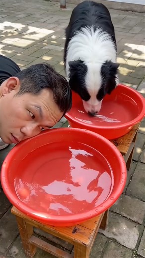 Thử lại là dc...nóng vậy ta... 🌞🌞 #trending #panda #amazing #funny #movie